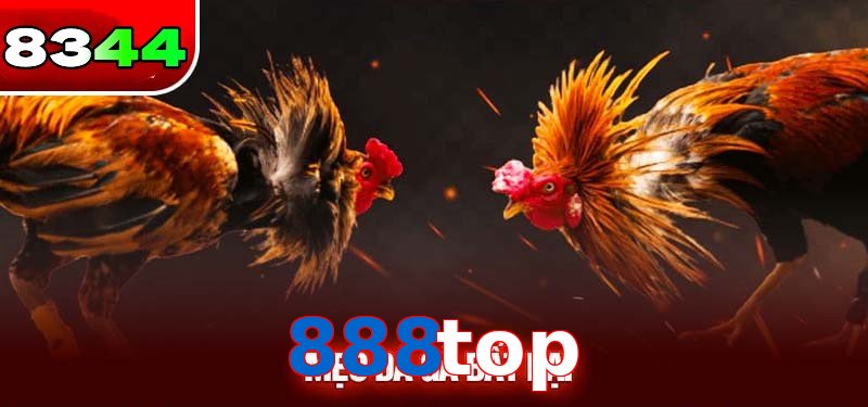 Đá gà 888top có sức hấp dẫn